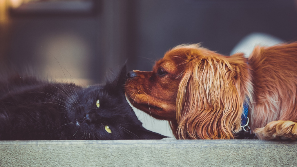 Stokomani prend soin de vos animaux de compagnie !