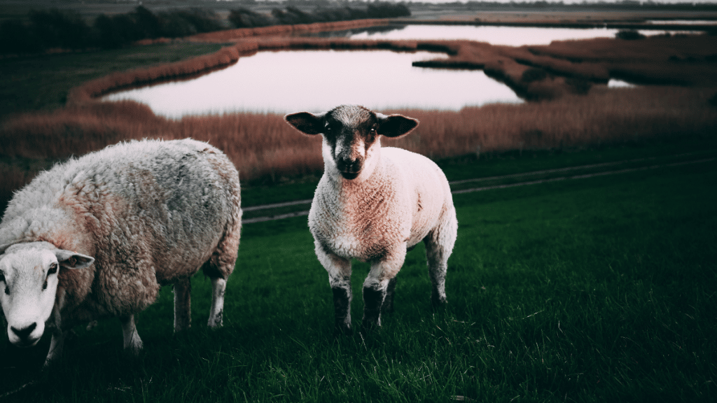 Rappel de produit : Ce fromage de brebis ne doit plus être consommé !