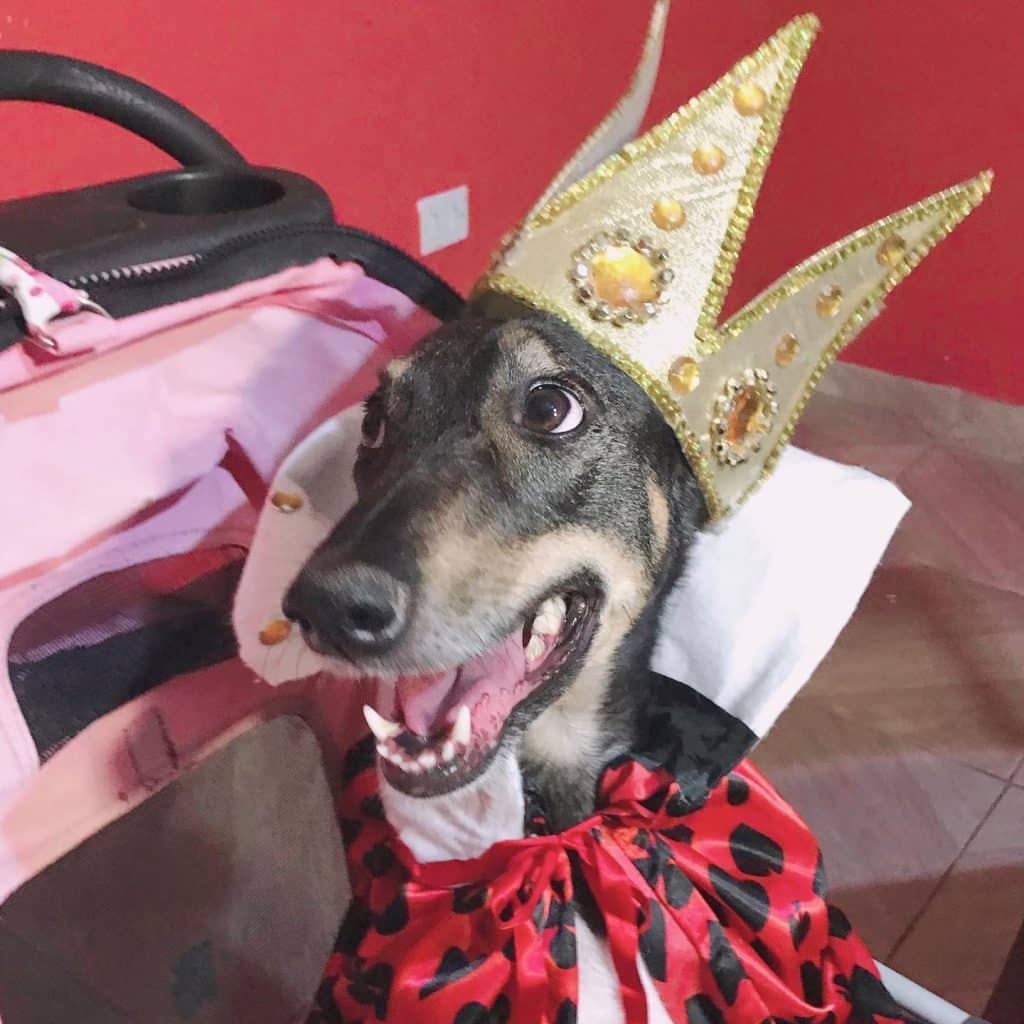 Maria, une Brésilienne de 89 ans fête son anniversaire avec ses 10 chiens, sa petite-fille immortalise le moment