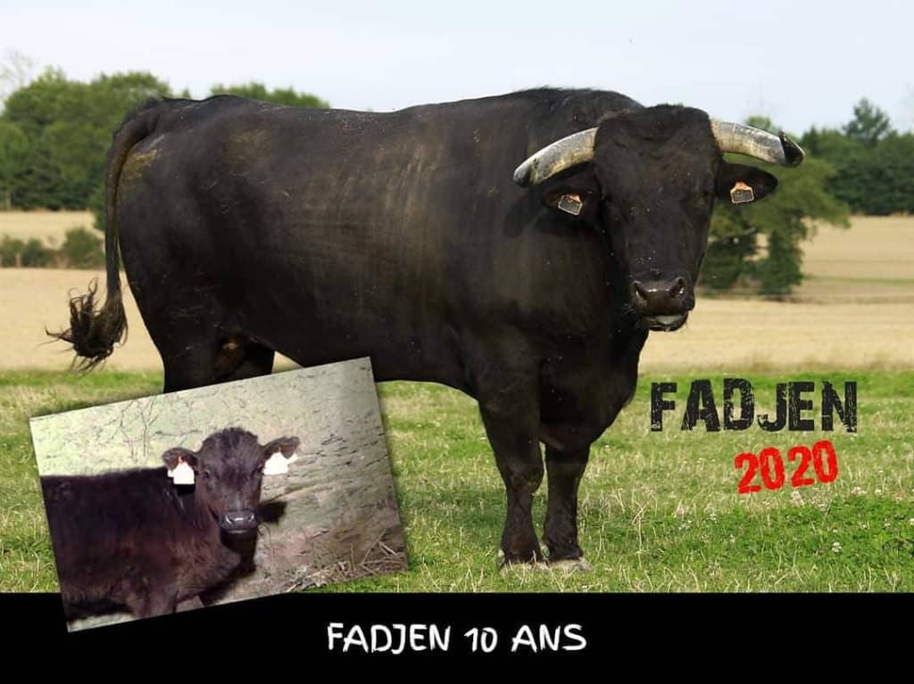 Bon anniversaire Fadjen : Le taureau sauvé de la corrida de justesse, profite maintenant d'une vie en plein air