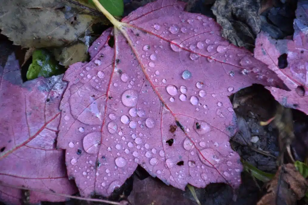 M&eacute;t&eacute;o de la semaine (21/11-25/11)&nbsp;: Averses pr&eacute;vues pour lundi, puis retour du soleil pour la fin de la semaine
