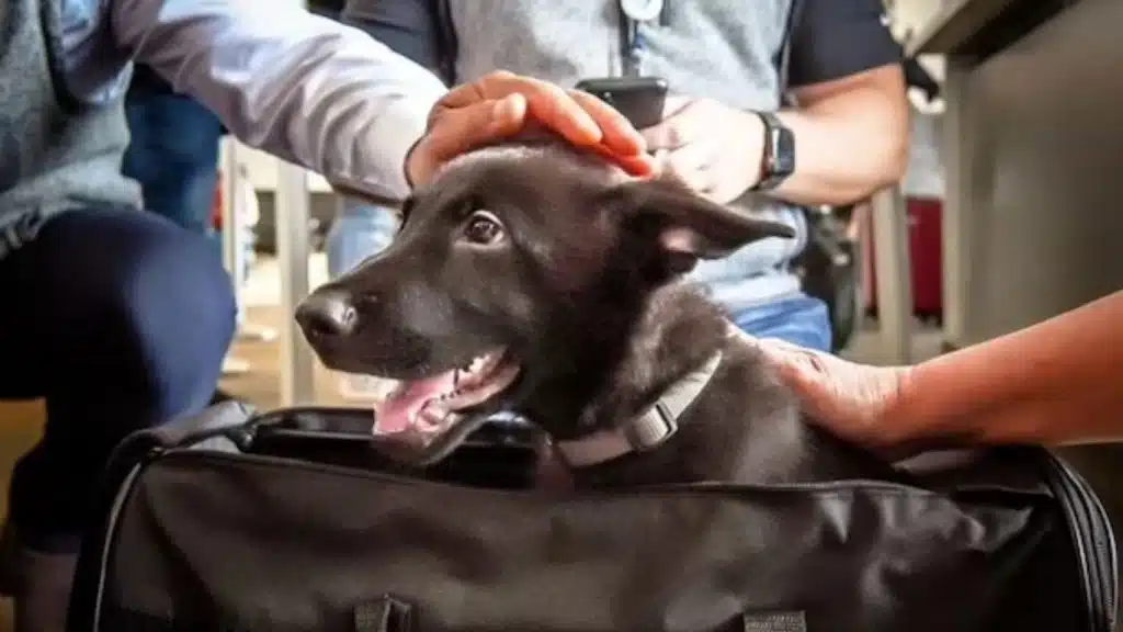 Un pilote d'avion adopte un chien abandonné à l'aéroport et lui offre une vie de rêve