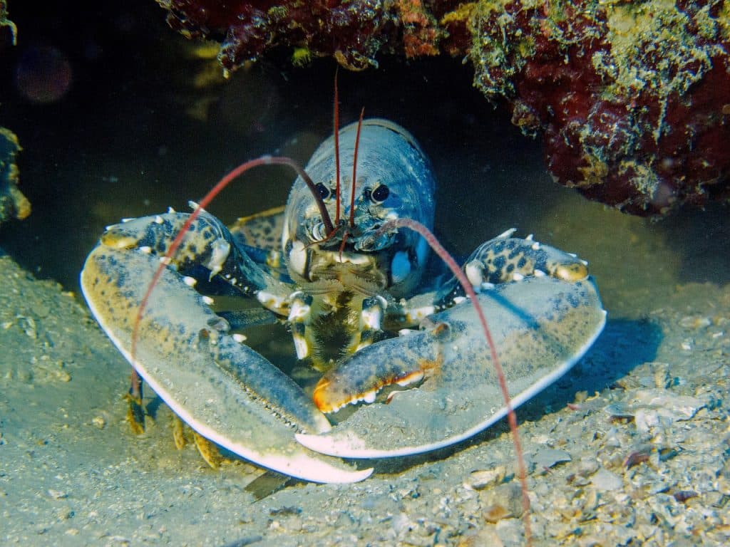 Hector, homard de 50 ans pêché par erreur, a été remis à l'eau par une généreuse famille !