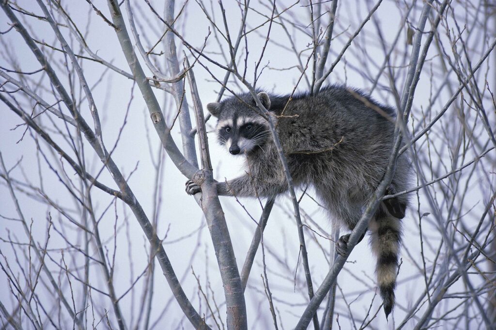 Un adorable raton laveur tente d'attraper des flocons de neige : Tout simplement craquant !