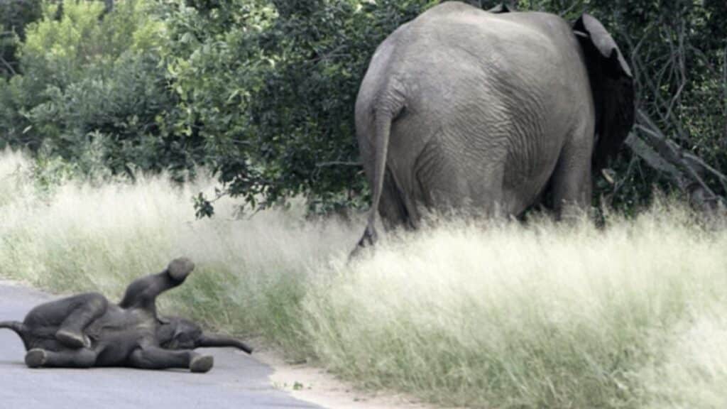 La col&egrave;re de ce b&eacute;b&eacute; &eacute;l&eacute;phant est juste la plus mignonne de toutes les col&egrave;res ! Good vibes assur&eacute;es