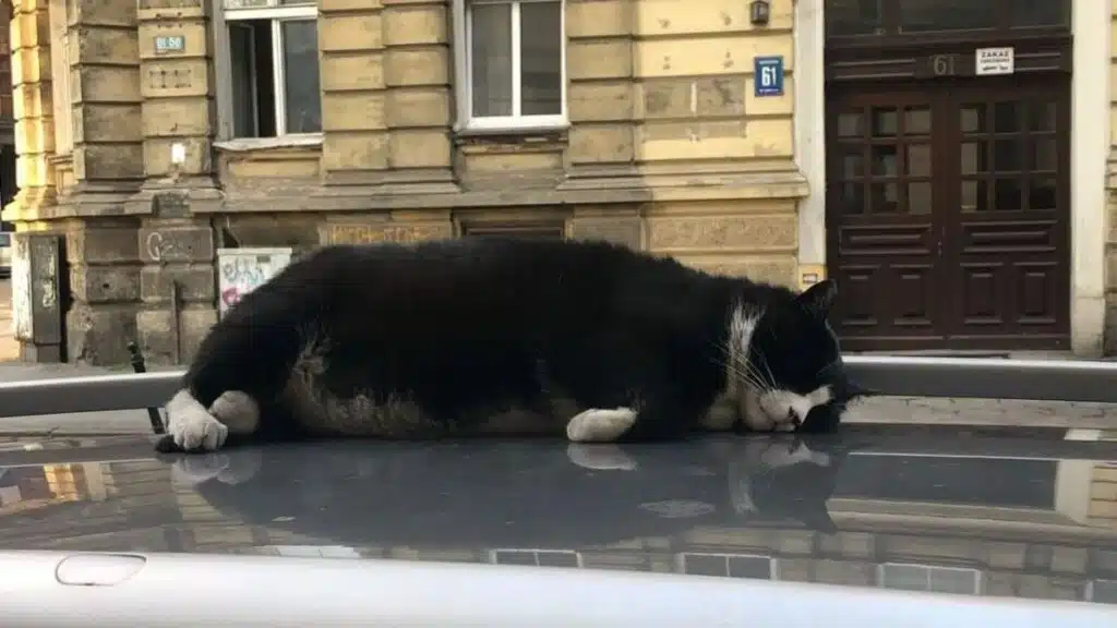 Gacek : Le chat devenu superstar en Pologne !