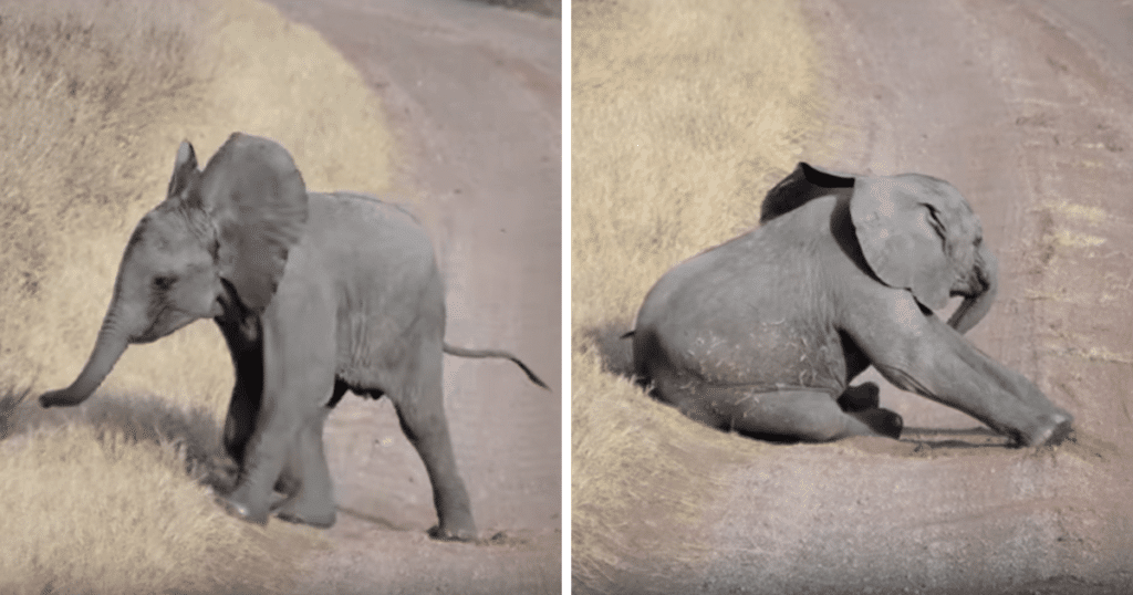 La colère de ce bébé éléphant est juste la plus mignonne de toutes les colères ! Good vibes assurées