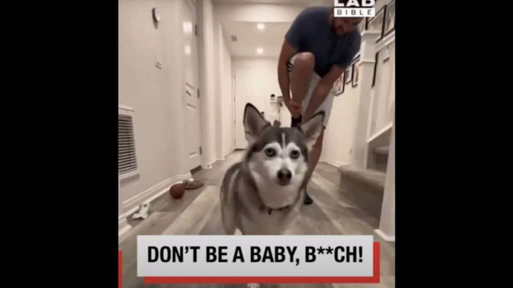 Sapphie : La chienne pomsky qui a des conversations à mourir de rire avec ses buzzers parlant !