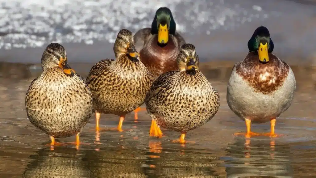 Insolite : En plein Paris, une dame escorte une famille de canards