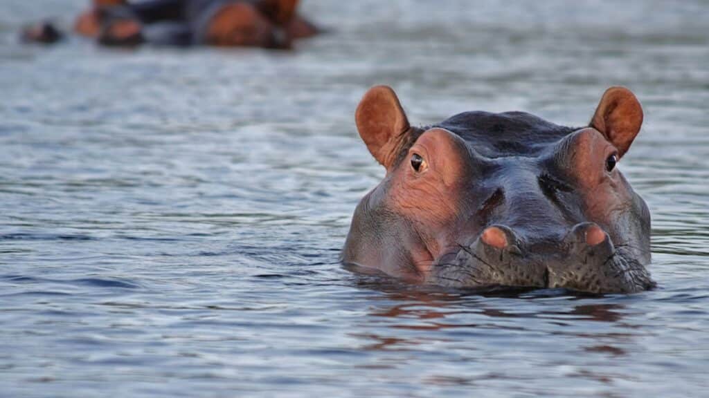 Colombie : Un automobiliste percute l'un des hippopotames de Pablo Escobar !