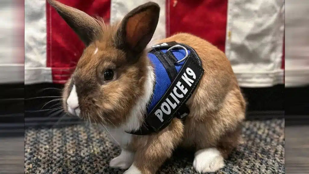 Pour décompresser, ces policiers reçoivent l’aide… D’un lapin !