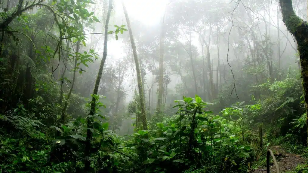 Miracle : Trois enfants et un bébé retrouvés vivants dans la jungle amazonienne après 15 jours de recherche !