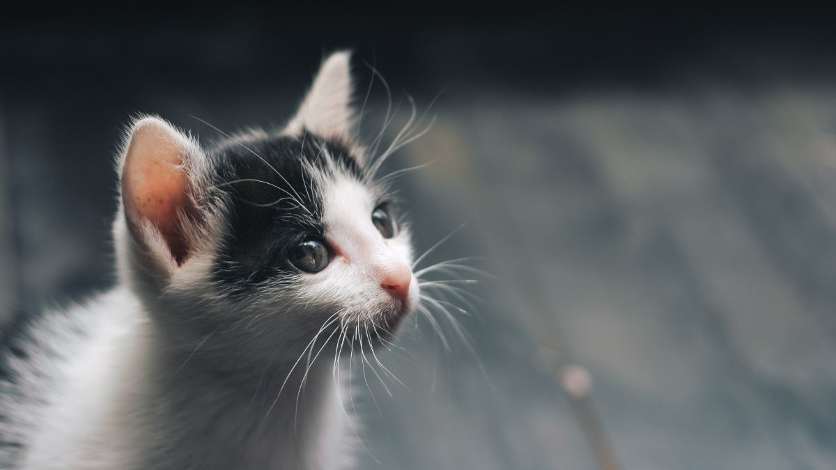 Un chaton sauvé d'un destin tragique par la force de l'amour inconditionnel