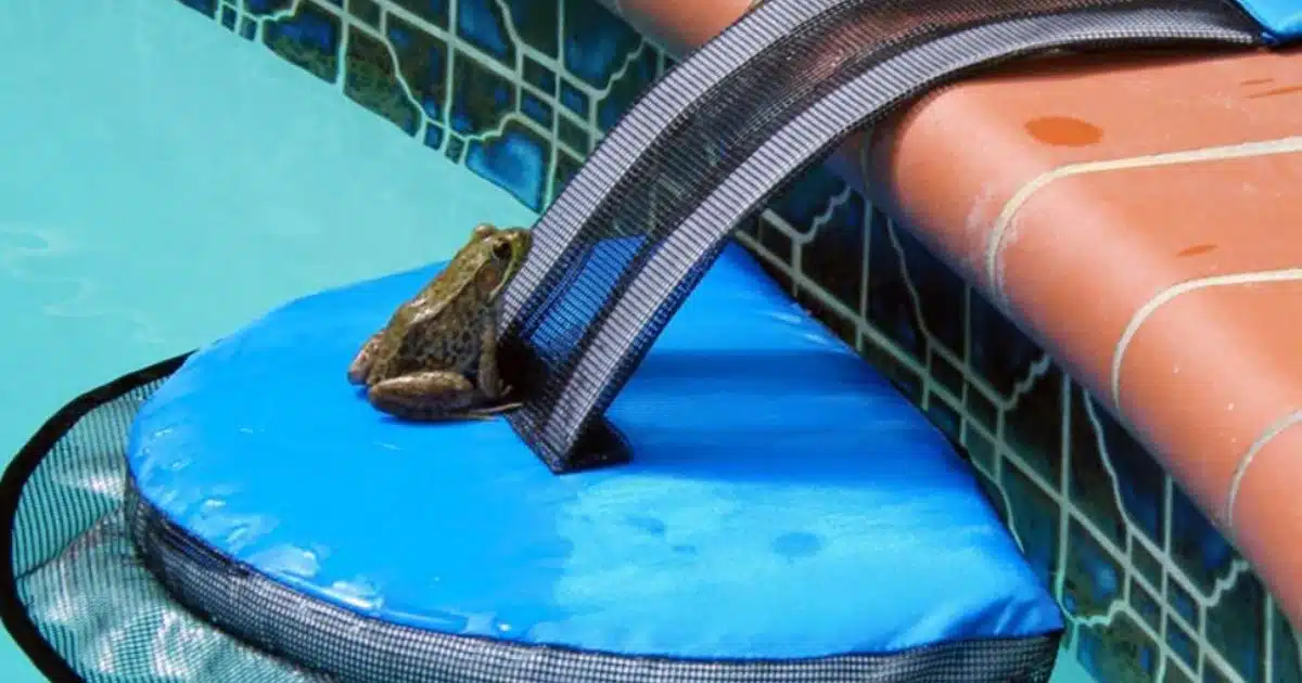FrogLog : L'invention qui sauve les petits animaux des pièges aquatiques des piscines