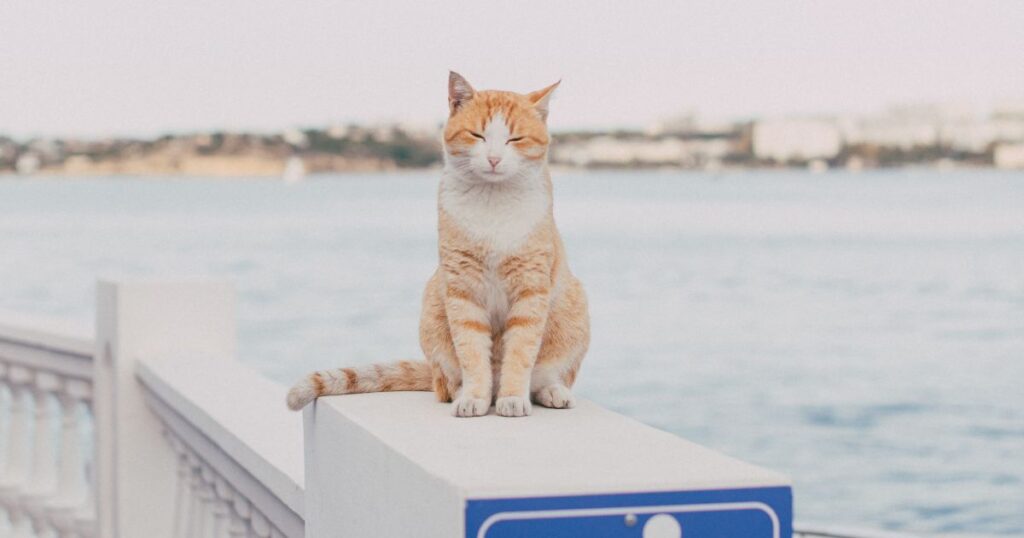 L'incroyable p&eacute;riple de Sox, le chat aventurier qui parcourt 230 km en Angleterre