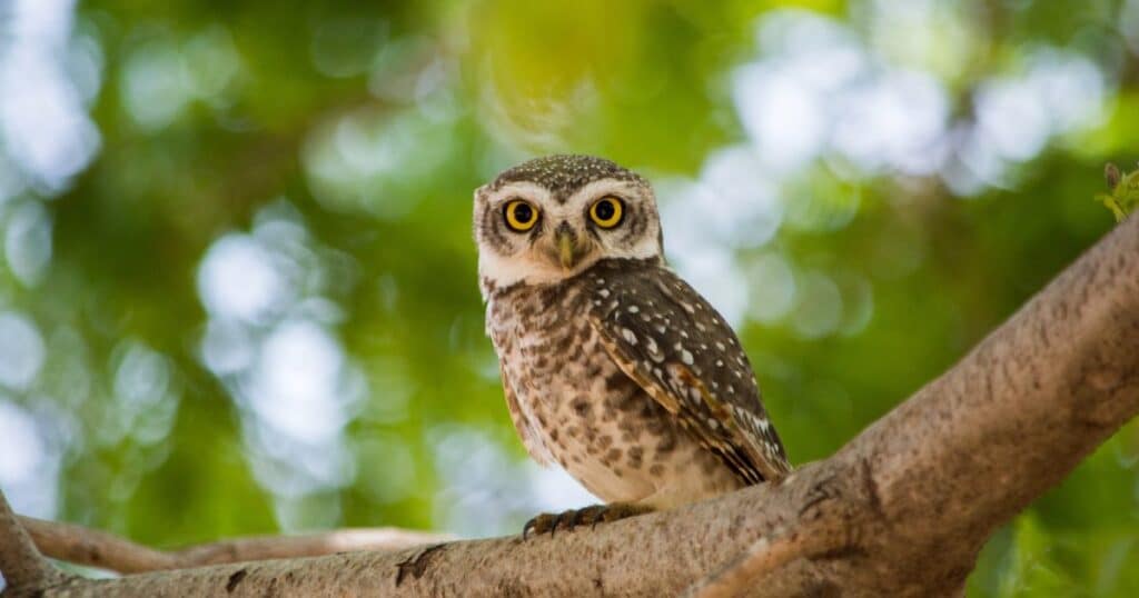 L'histoire touchante de rugbymen qui sauvent un jeune hibou en détresse