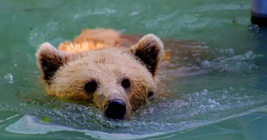 La vidéo virale d'un ours noir nageant parmi les vacanciers sur une plage de Floride