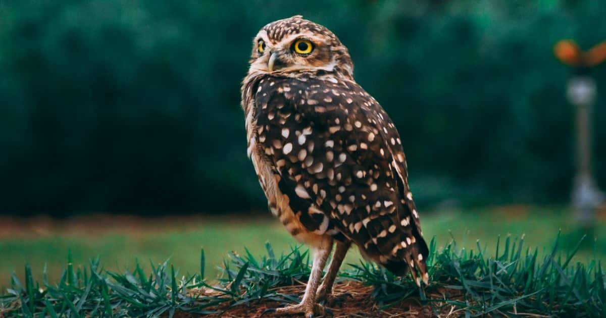 L'histoire touchante de rugbymen qui sauvent un jeune hibou en détresse