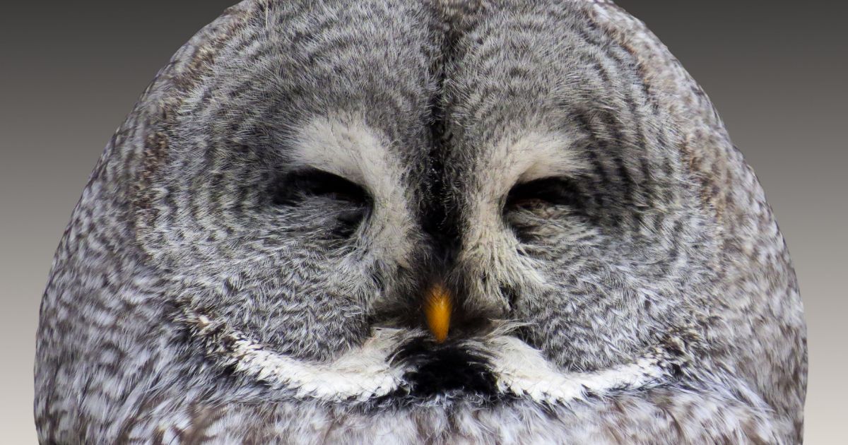 L'histoire touchante de rugbymen qui sauvent un jeune hibou en détresse