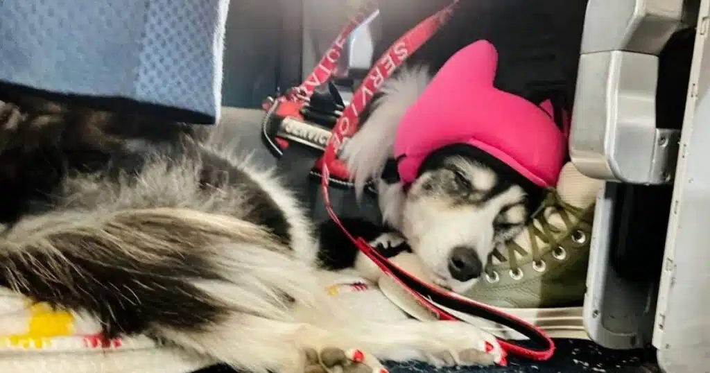 Les casques anti-bruit pour chiens : Une innovation pour le bien-être des animaux