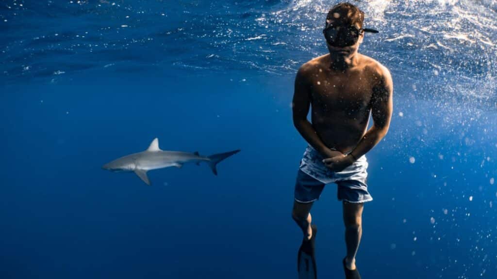 Rencontre inattendue avec un requin lors d'une baignade : que faire ?