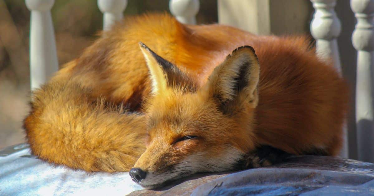 Cette femme nourrit la même famille de renards : Ses vidéos vont vous faire craquer !