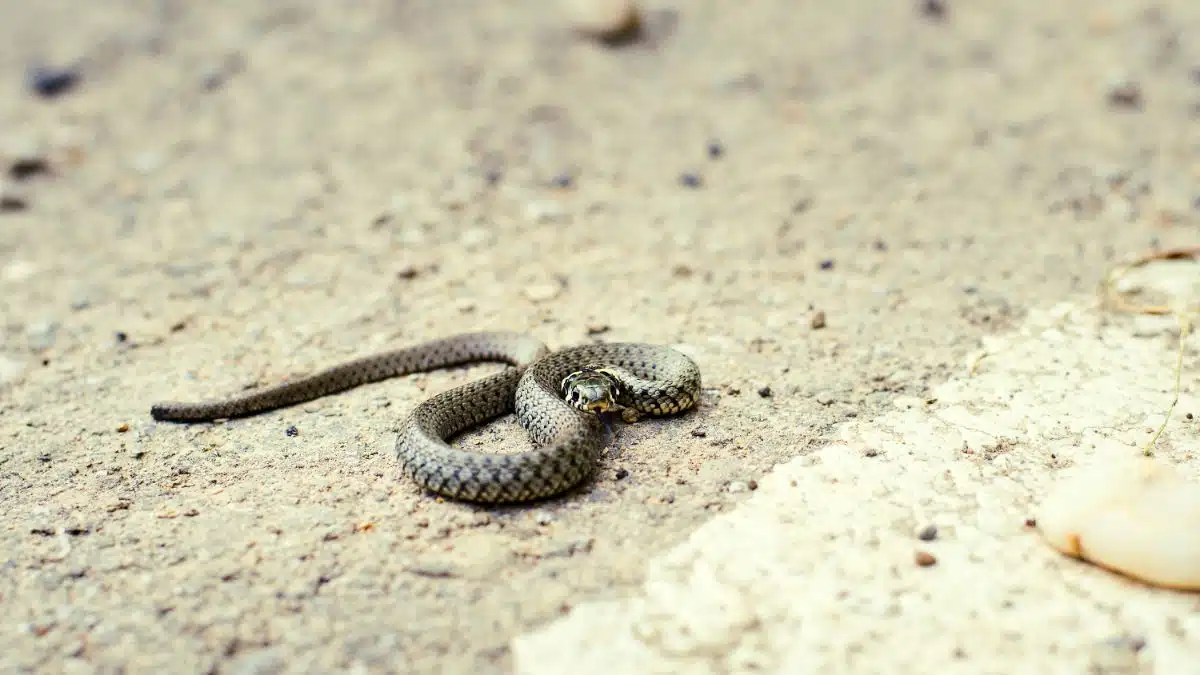Vipère ou couleuvre : Comment reconnaître et différencier ces deux serpents du jardin ?