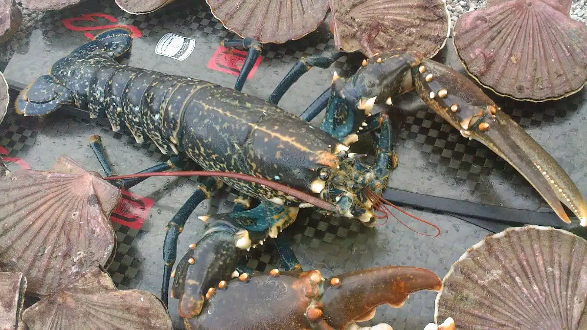 Un homard reprend la mer : Un sauvetage inattendu dans un restaurant