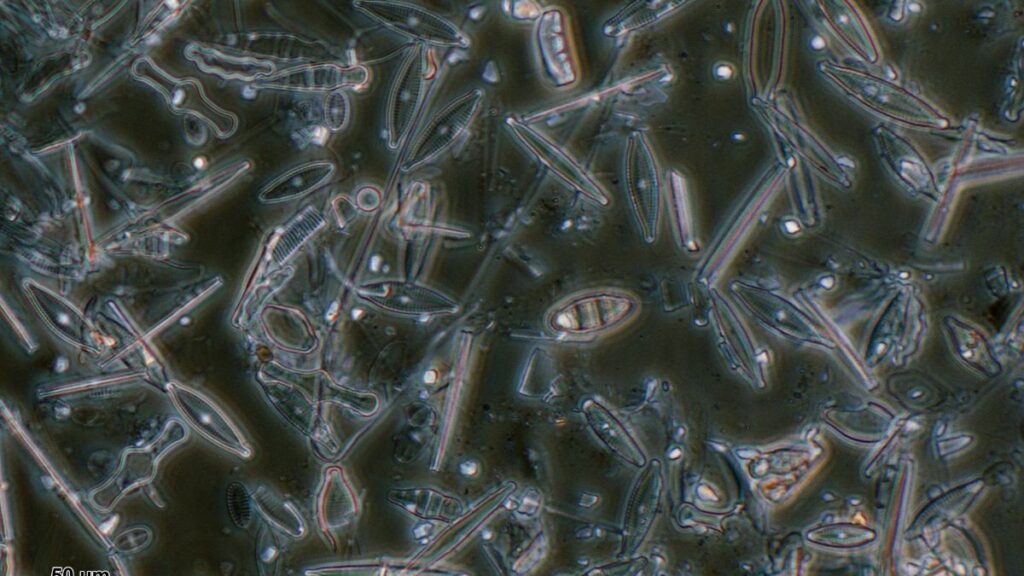 La terre de diatomée : L'arme naturelle et bon marché contre les punaises de lit !