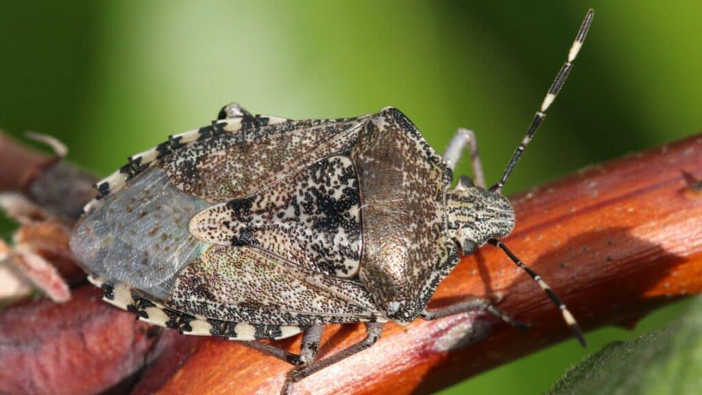 Après l’invasion des punaises de lit : L'arrivée des punaises nébuleuses dans nos foyers