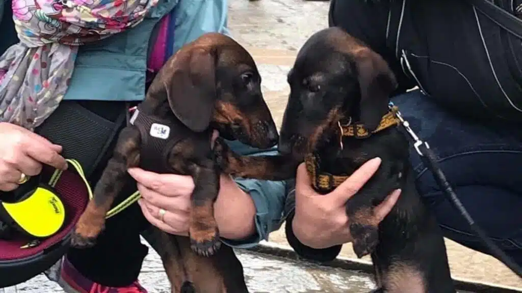 "Paris Sausage Walk" : Le défilé des teckels au cœur de Paris pour la bonne cause