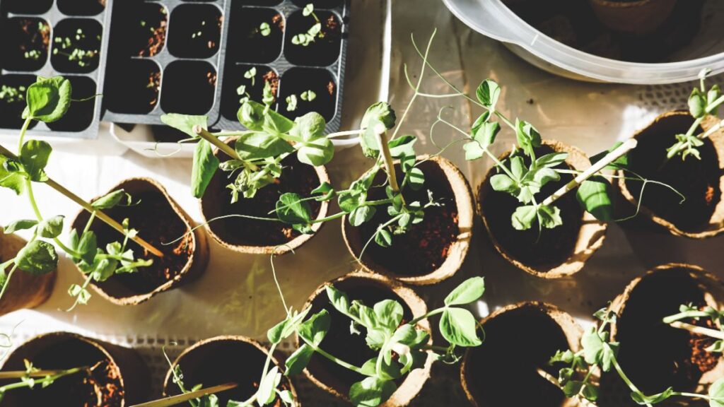 Jardiner en novembre : Organisez le bouturage de vos plantes pour l’hiver avec nos conseils