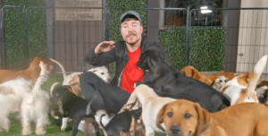 MrBeast : Le YouTubeur s'associe à l'association Dog Rescue pour trouver des foyers à 100 chiens