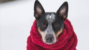 Manteau pour chiens et chats Lidl à moins de 10 euros : Offrez le meilleur à vos animaux pendant l’hiver !