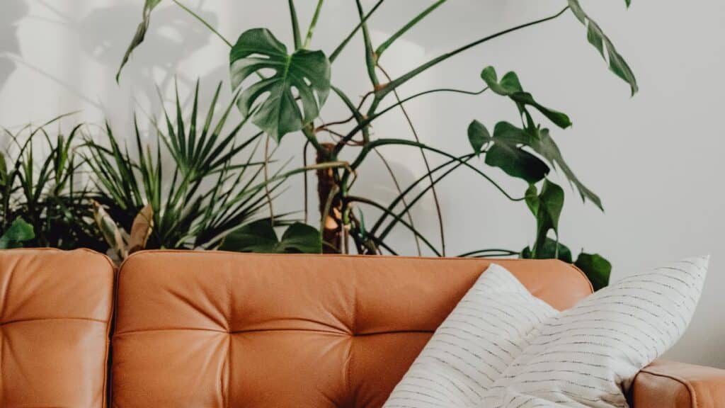 Redéfinir la décoration de votre intérieur avec les plantes d'intérieur de chez Lidl à moins de 10 euros !