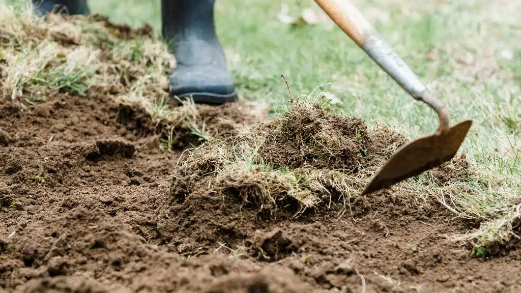 Des pommes de terre savoureuses avant l'été : Le guide complet pour une récolte précoce