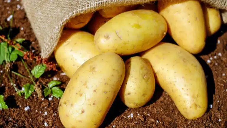 Des pommes de terre savoureuses avant l'été : Le guide complet pour une récolte précoce
