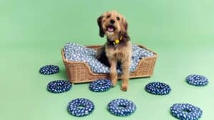 IKEA lance un catalogue unique : Une collaboration inédite au service des animaux abandonnés