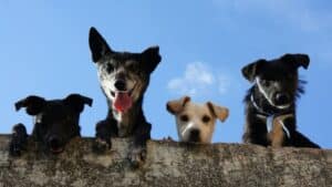 Bien-être animal : Le Gouvernement lance un plan national pour nos compagnons à quatre pattes