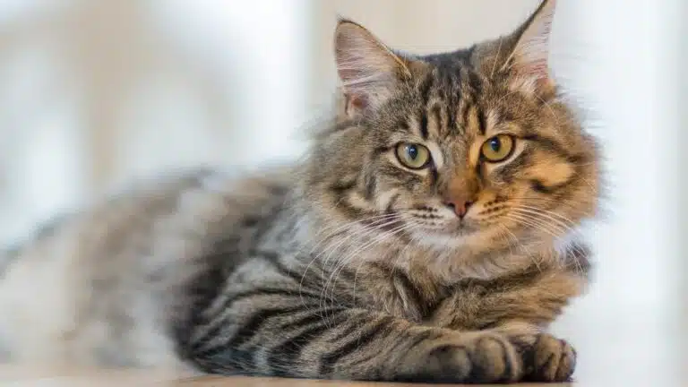 Shropshire Cat Rescue : Un village de retraite pour les chats &acirc;g&eacute;s est cr&eacute;&eacute; en Angleterre