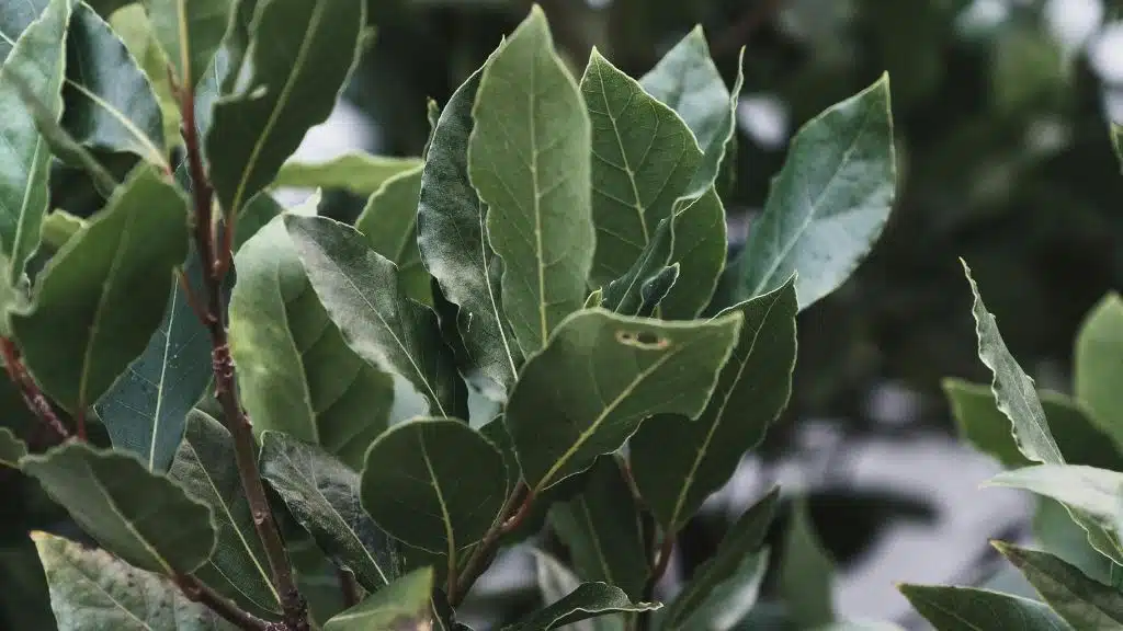Le laurier, votre nouvel alli&eacute; du printemps : Un gardien naturel contre les insectes ind&eacute;sirables
