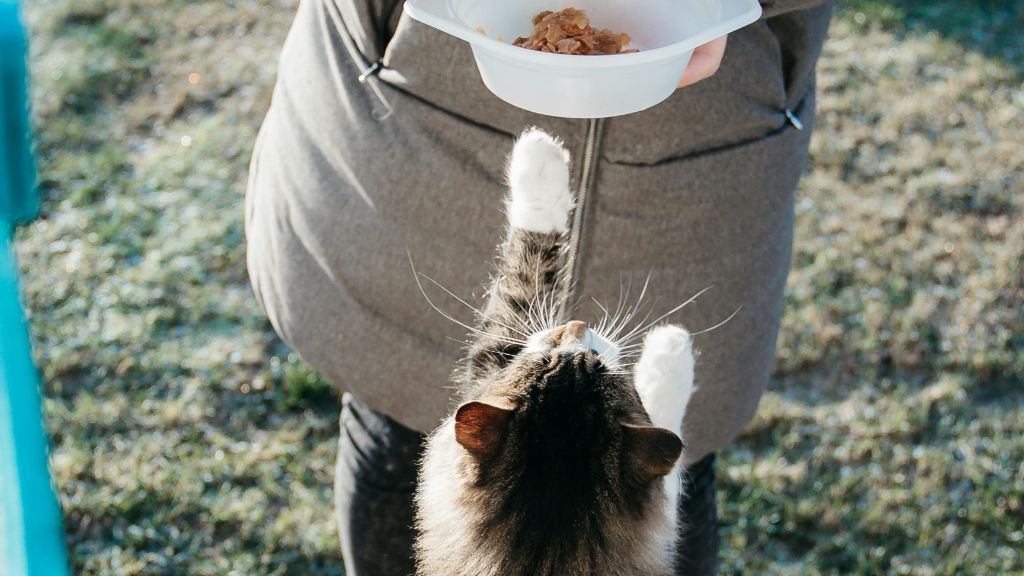 Shropshire Cat Rescue : Un village de retraite pour les chats âgés est créé en Angleterre