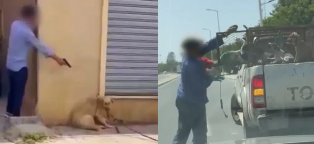 David Hallyday en colère : il dénonce le massacre des chiens au Maroc et interpelle la FIFA avant le Mondial 2030