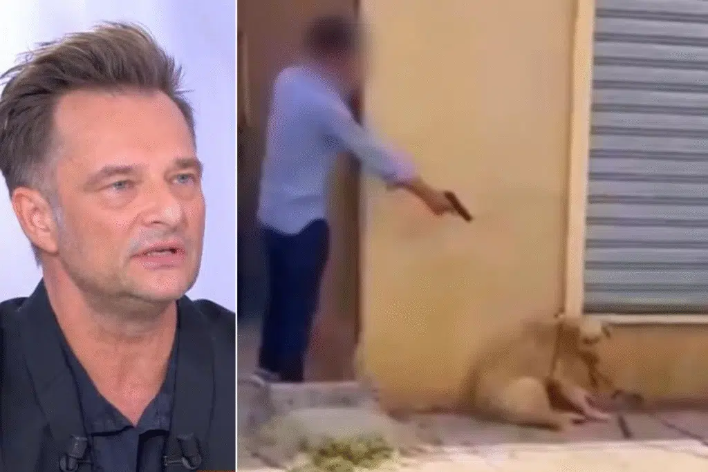 David Hallyday en colère : il dénonce le massacre des chiens au Maroc et interpelle la FIFA avant le Mondial 2030